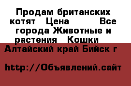 Продам британских котят › Цена ­ 500 - Все города Животные и растения » Кошки   . Алтайский край,Бийск г.